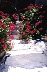 Haus Gerani - Geranien